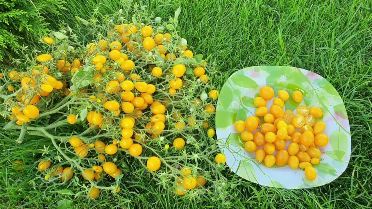 ТОМАТ ИЛЬДИ НЕОБЫКНОВЕННЫЙ УРОЖАЙ 2021 УСПЕЙ КУПИТЬ СЕМЕНА смотреть онлайн