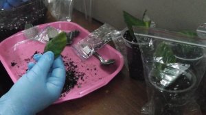 Размножение глоксинии листом.