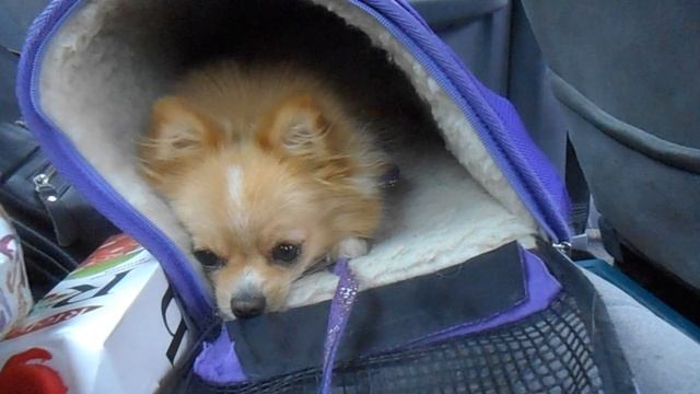 Как приучить собаку ездить в машине ПОМЕРАНСКИЙ шпиц смотреть онлайн