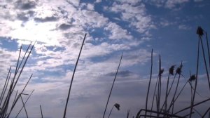 Охота на гусей Селенга 2016