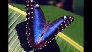 бабочки колыбельная