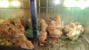 Расклев у цыплят почему и что делать?