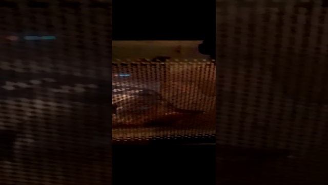 быстрая готовка пупкорма