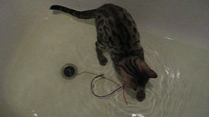 Бенгальский котенок играет в воде