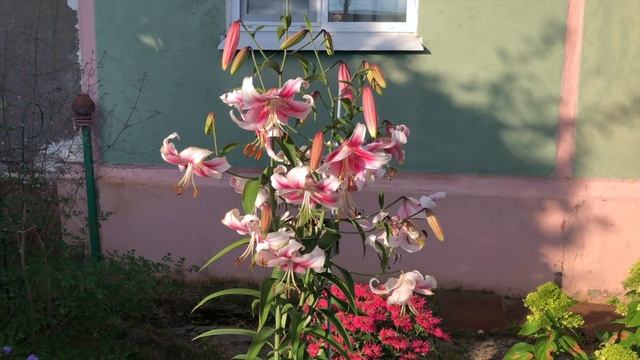 ЛИЛИЯ - ДЕРЕВО или ЛИЛИЯ - ГИГАНТ. Лилия АНАСТАСИЯ. Как вырастить лилию ОТ - ГИБРИД. Посадка и уход смотреть онлайн