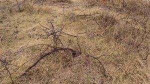 Чистополье