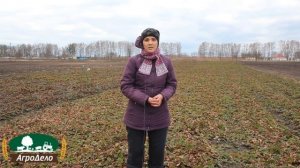 Клубника - первые работы весной, подкормка и удобрение весной