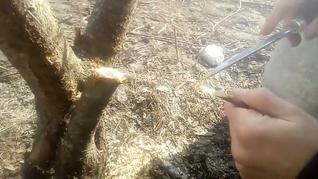 Прививка черенком методом за кору