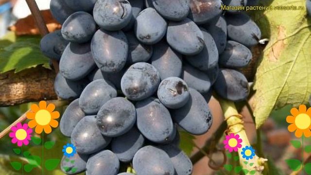 Виноград плодовый надежда азос. Краткий обзор, описание характеристик, где купить саженцы vitis