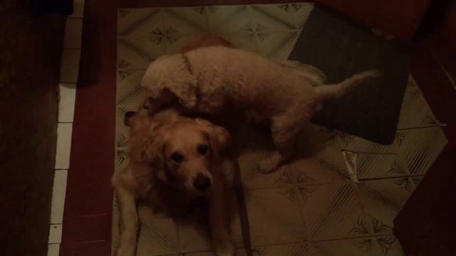 Вязка собак, дубль 2. ? После массаж. Собака делает собаке массаж! ? смотреть онлайн