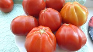 Вкуснейшие томаты огненный шар Огненный гребень Озеро Маджоре Пасхальное яйцо Репа