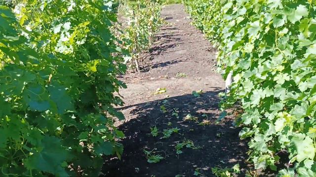 Ширина междурядий для технического виноградника смотреть онлайн