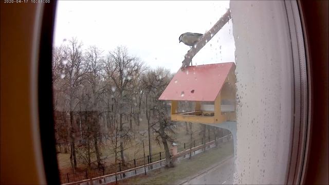 Птицы Поволжья. Пестрый дятел