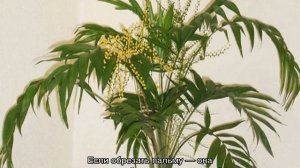 Цветок Хамедорея Элеганс — выращивание и уход