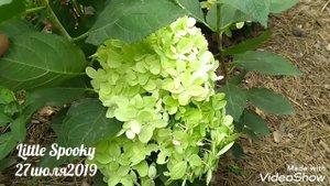 27июля2019 Цветение спустя 2недели Карликовой Метельчатой Гортензии Little Spooky✌️?