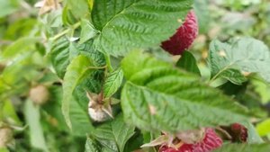 Малина Поклон Казакову после недели дождей в пригороде Воронежа