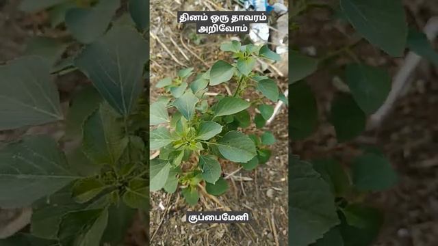 தினம் ஒரு தாவரம் அறிவோம்_ குப்பைமேனி_Acalypha indica_#allrounder_தமிழ்