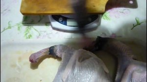 Тушка цесарки