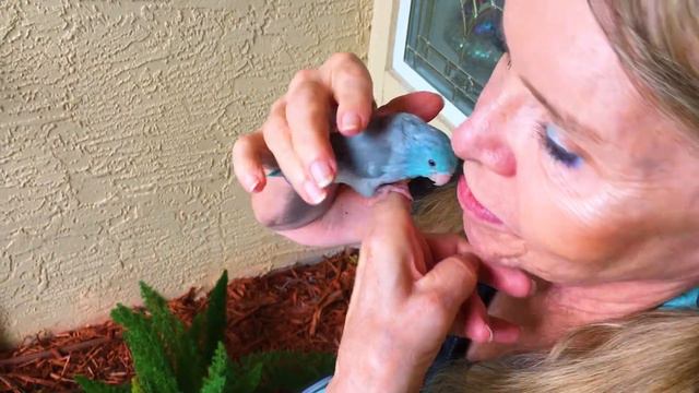 Fly Babies Aviary - Free Nationwide Delivery - David Parrotlet смотреть онлайн