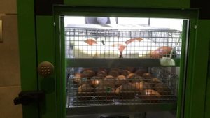 Новая закладка в инкубатор НБФ 80 яиц.