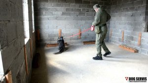 Немецкая овчарка по кличке Бади. Тренировка на ящиках.