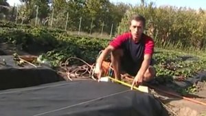 Междурядье клубники