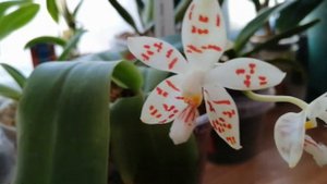 Обзор цветения phal. Zebrina x sib 19/11/20