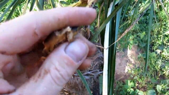 пальма погибла смотреть онлайн