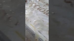 Нематода как получить культуру ! часть 1