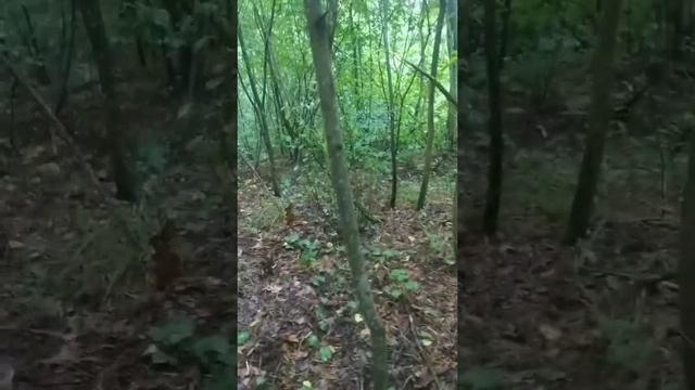 Подосиновики, белый мухамор и бледная поганка смотреть онлайн