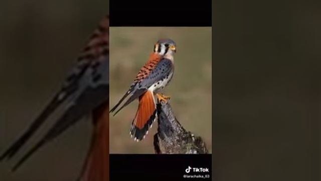 Удивительные птицы. смотреть онлайн