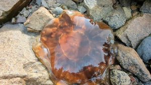 Медуза Цианея. #море #медуза