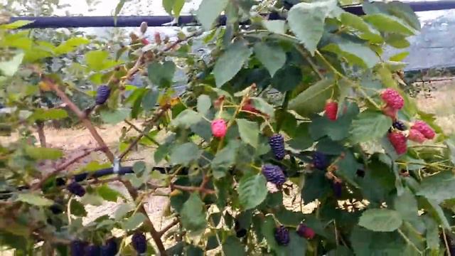 Плодоношение ежевики сорт надчес смотреть онлайн