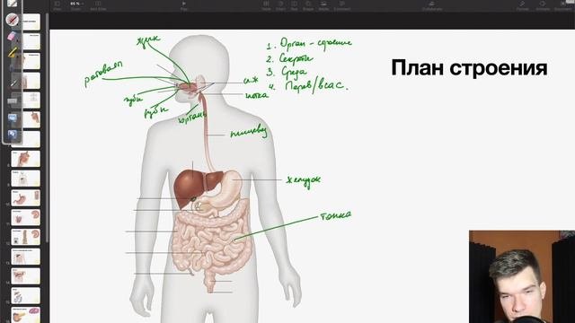 6.21. Строение пищеварительной системы | Анатомия к ЕГЭ | Георгий Мишуровский