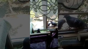 Выпуск голубя на волю после лечения.