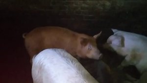 Ее бычки растут на козьем молоке!!! //Как мы аппарат чинили 2 часа!