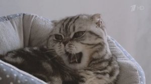 Что? Где? Когда? Весенняя серия игр 2020 - Реклама