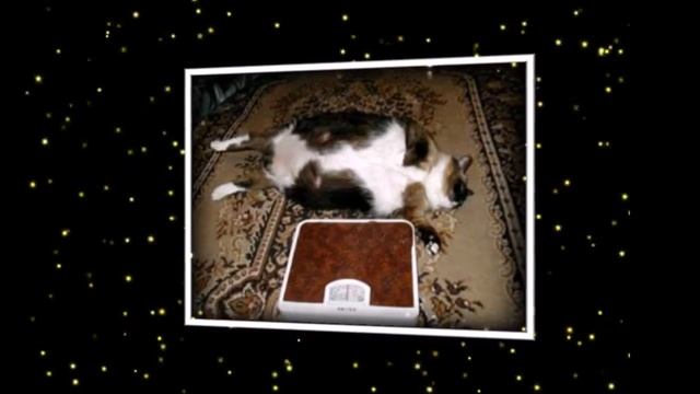 Самый толстый кот книга рекордов Гиннесса смотреть онлайн