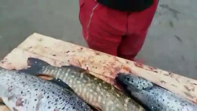 Рыбалка удалась. Пяозеро июнь 2017 смотреть онлайн