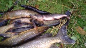 Псковская область рыбалка. Улов щуки на лесном озере.