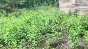 Голяши на Фазенде. #2 Разметка участка. Расчистка территории под постройку дома
