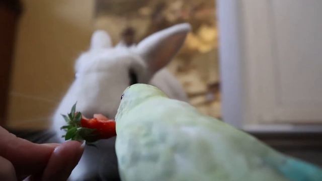 Кролик ест клубнику ? смотреть онлайн