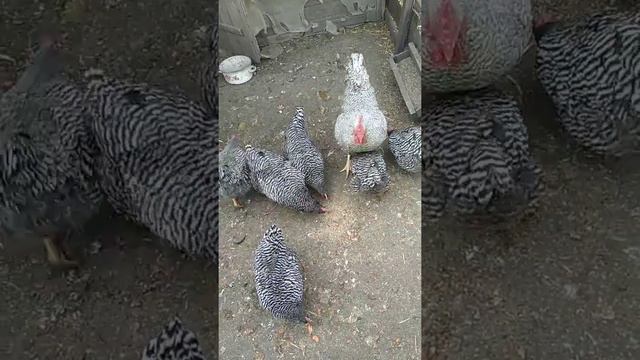 Порода кур Амрокс