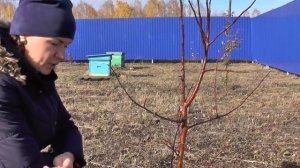 Подготовка плодовых деревьев к зиме, яблони, груши, сливы 
