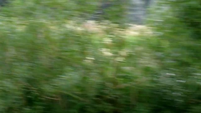 2016-07-31 Суздаль. Каменка. Утро смотреть онлайн