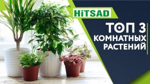 ТОП 3 Самых модных Комнатных растений Лучшие Комнатные растения