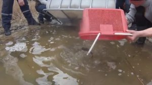 зарыбление водоёма белым амуром