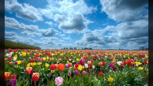 стих Уметь говорить автор Лариса Дьяченко смотреть онлайн