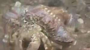 Биологическая задача "Рак-отшельник и актиния"