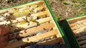 Магазины наполняются таёжным лакомством.